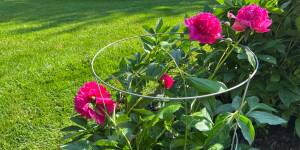 Photo: How to Grow and Care for Peonies